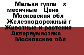 Мальки гуппи 3-х месячные › Цена ­ 25 - Московская обл., Железнодорожный г. Животные и растения » Аквариумистика   . Московская обл.